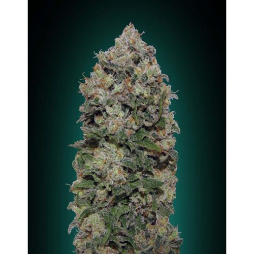 Northern Lights (lote de 5 semillas)