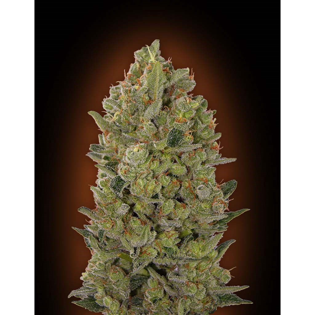 00 Seeds 00 Cheese Fem