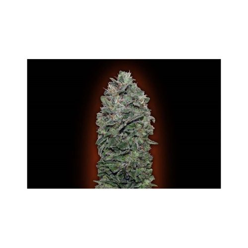 00 Seeds Sweet Soma