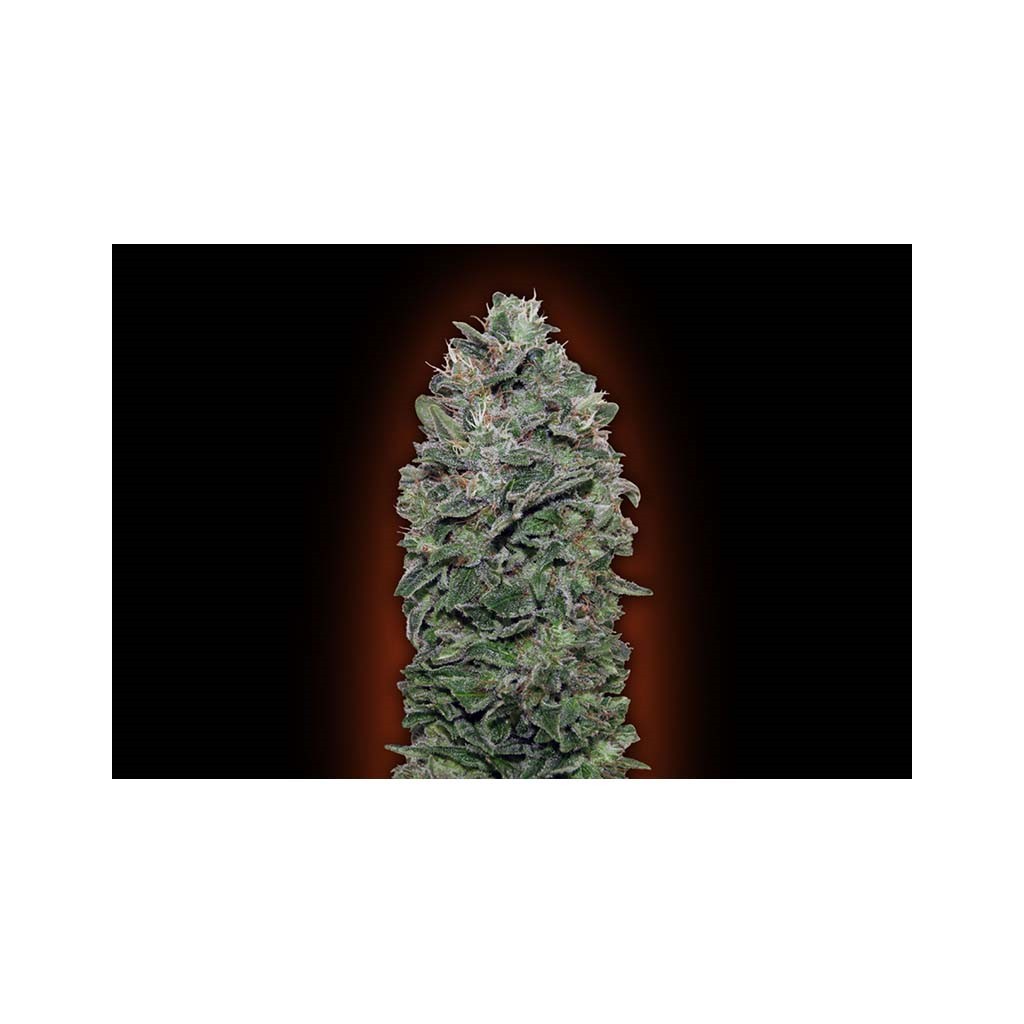 00 Seeds Sweet Soma