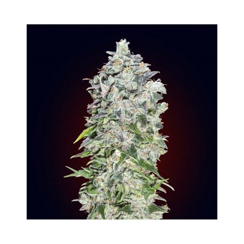 00 Seeds Auto 00 Kush