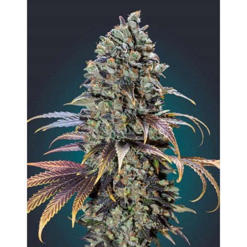 00 Seeds Chocolate Cream Fem