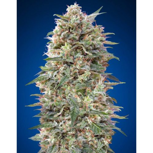 00 Seeds California Kush