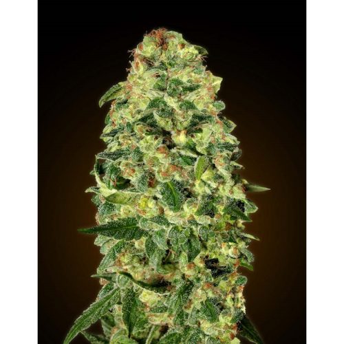 00 Seeds Auto California Kush