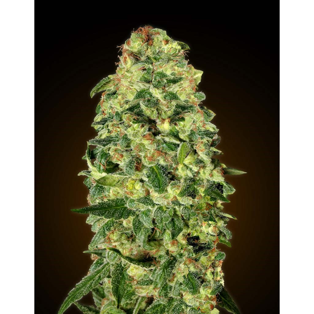 00 Seeds Auto California Kush