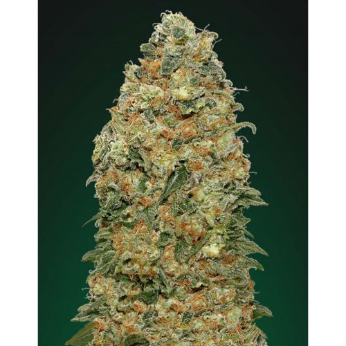 00 Seeds White Widow Fem