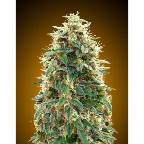 00 Seeds Auto 00 Cheese