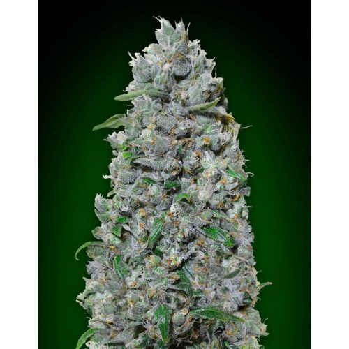 00 Seeds Auto Afghan Mass XXL