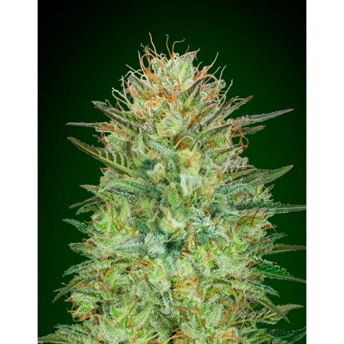 00 Seeds Auto Sweet Critical