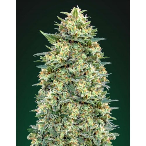 00 Seeds Auto White Widow