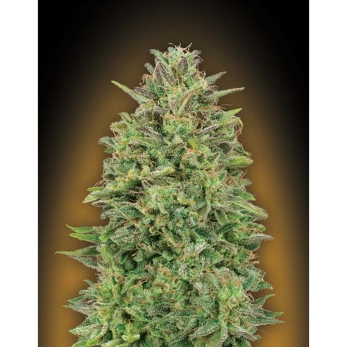 00 Seeds 00 Skunk Fem