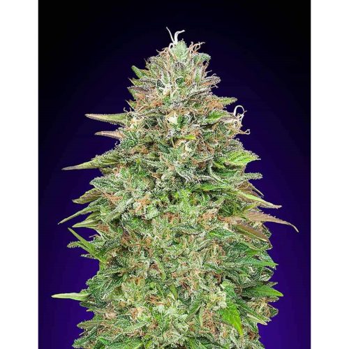 00 Seeds Blueberry Fem