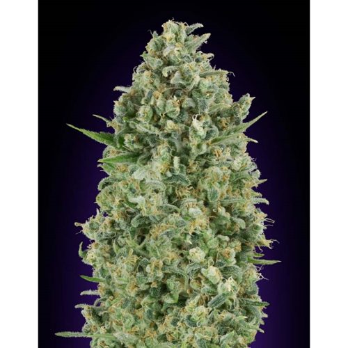 00 Seeds Critical Poison Fem