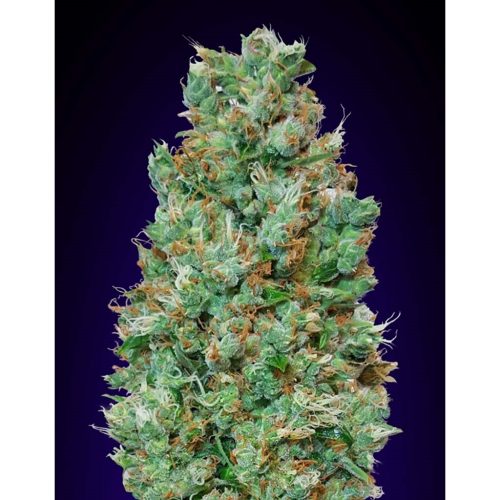 00 Seeds Auto Blueberry