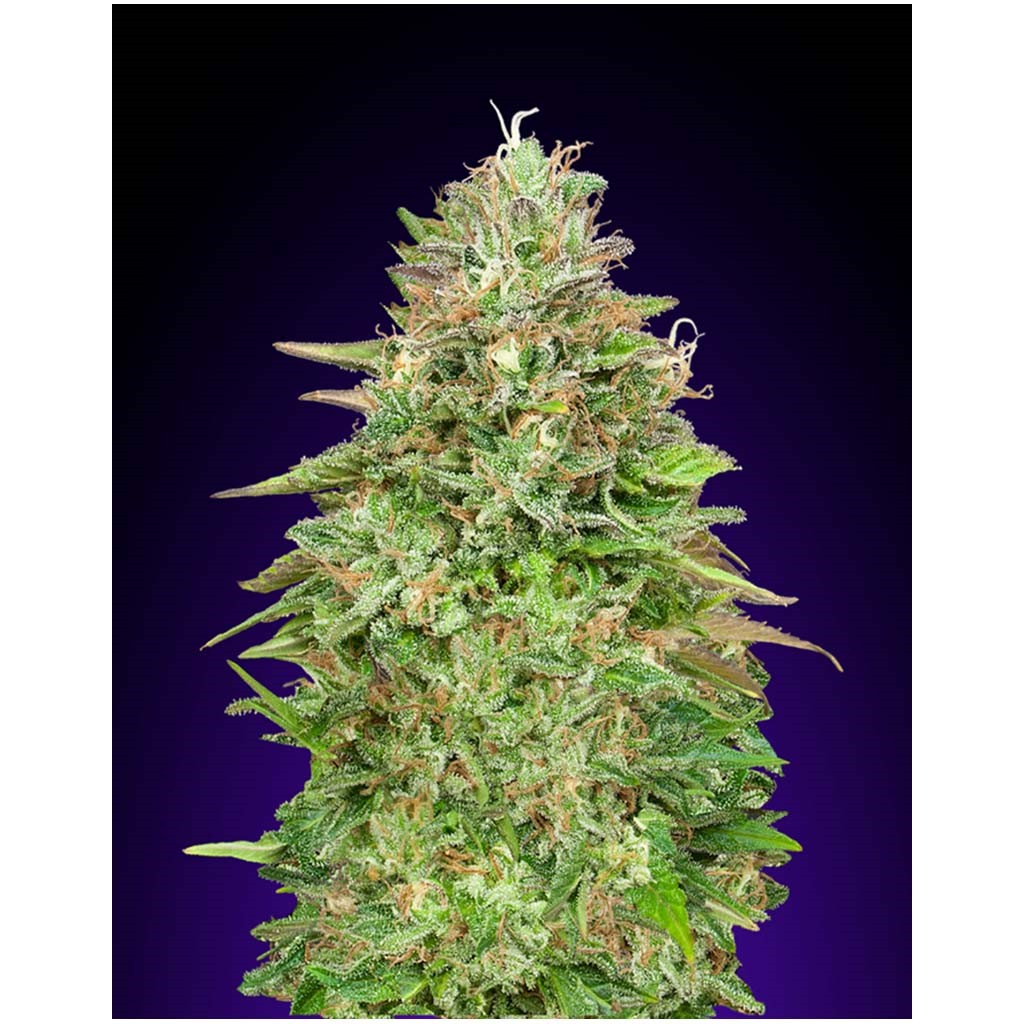 00 Seeds Critical Poison Fast Version Fem.