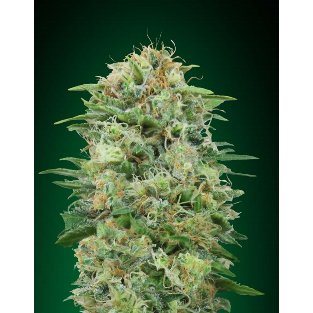 00 Seeds White Widow CBD Fem