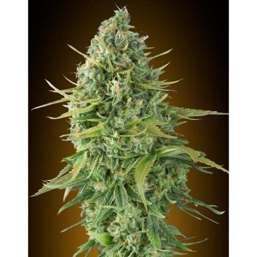 00 Seeds Auto Do-Si-Dos Cookies