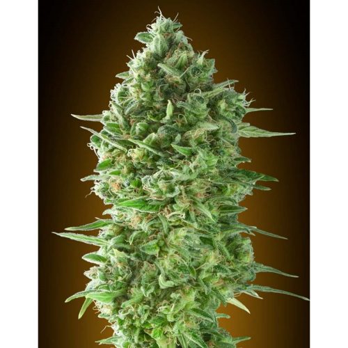 Seeds Do-Si-Dos Cookies Fem.