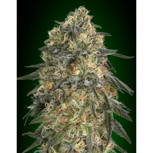 00 Seeds Gorilla Fem
