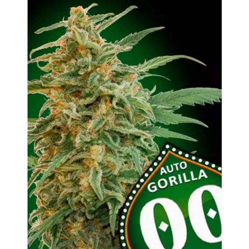 00 Seeds Auto Gorilla