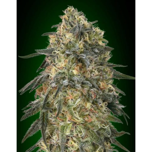 00 Seeds Gorilla Fast Fem