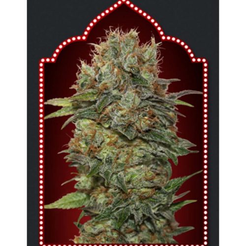 00 Seeds Auto Chocolate Kush