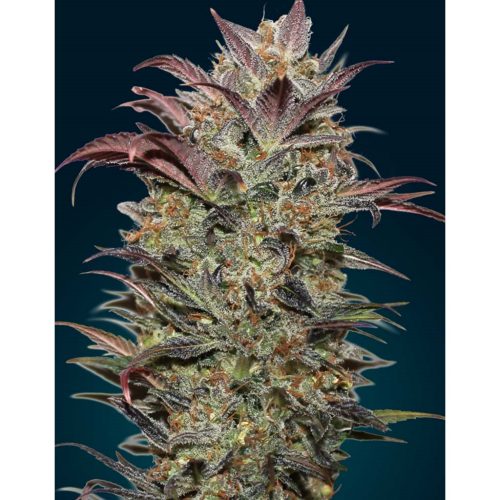 00 Seeds Auto Chocolate Cream