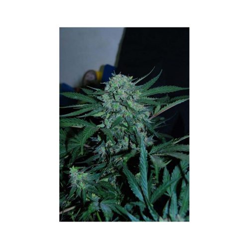 Original Sensible CBD Lemon AID 1Und Fem.