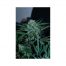 Original Sensible CBD Lemon AID 1Und Fem.