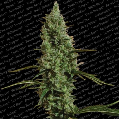 Paradise Seeds Atomical Haze Fem