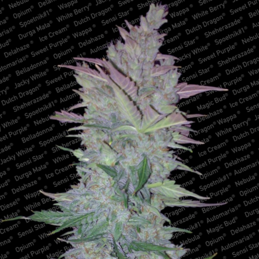 Paradise Seeds Vertigo Auto
