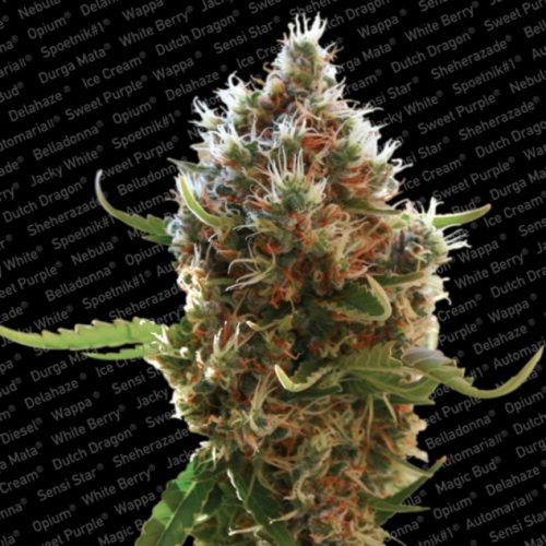 Paradise Seeds Lucid Bolt Fem