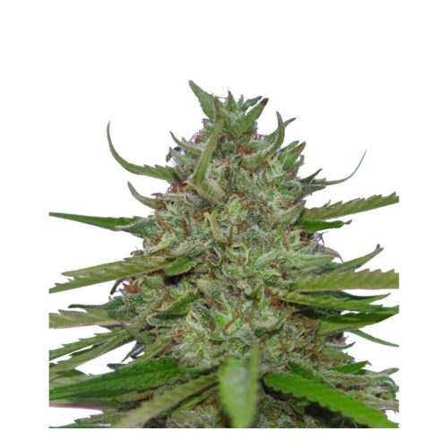 Paradise Seeds Auto Acid