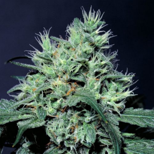 Paradise Seeds Dutch Dragon Fem.