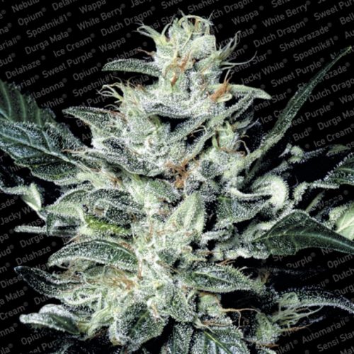 Paradise Seeds Sensi Star Fem.