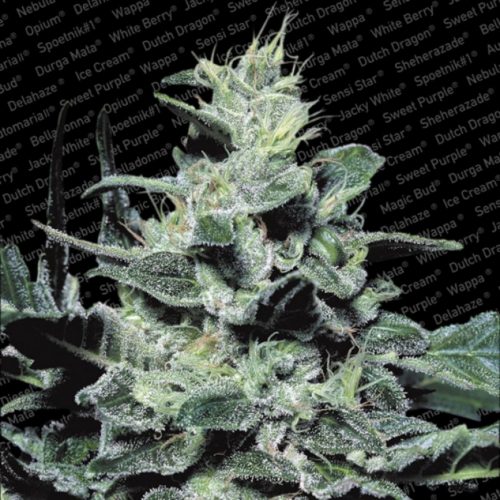 Paradise Seeds Nebula Fem.