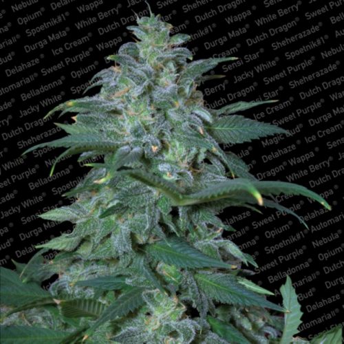 Paradise Seeds Magic Bud Fem.