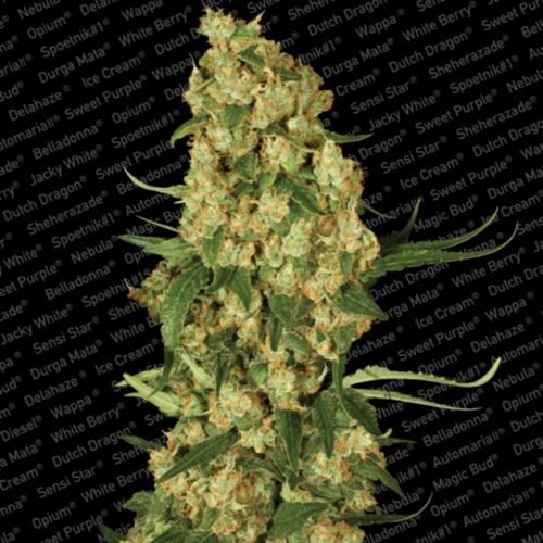 Paradise Seeds Wappa Fem.