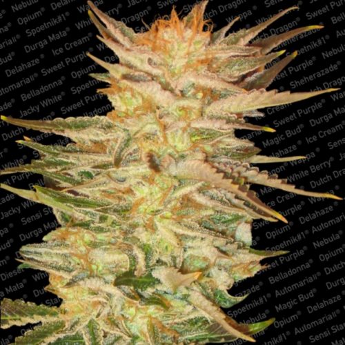Paradise Seeds Ice Cream Fem.