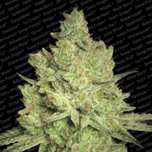 Paradise Seeds Jacky White Fem.