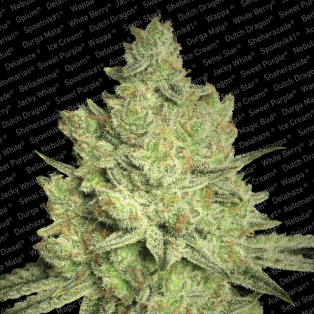 Paradise Seeds Jacky White Fem.