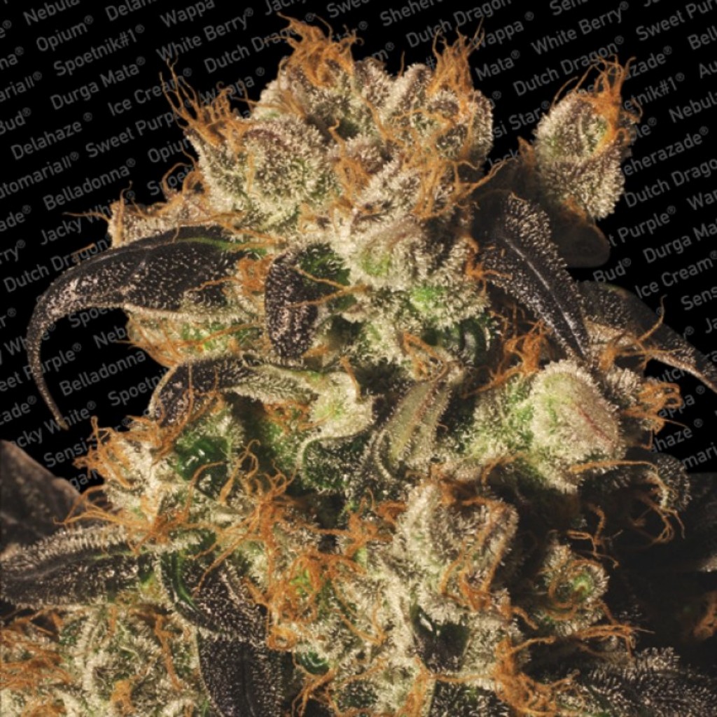 Paradise Seeds White Berry Fem.