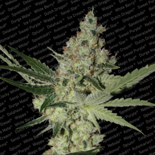 Paradise Seeds Acid Fem