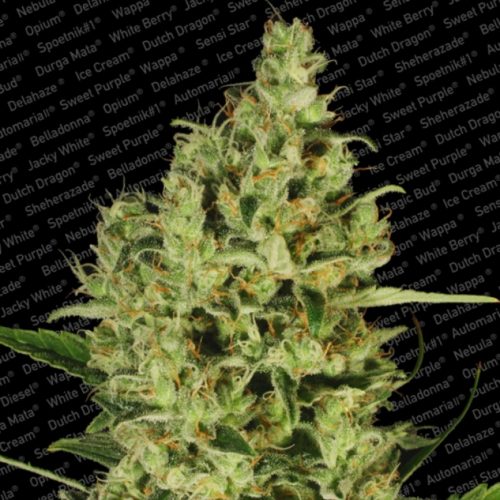 Paradise Seeds Delahaze Fem.