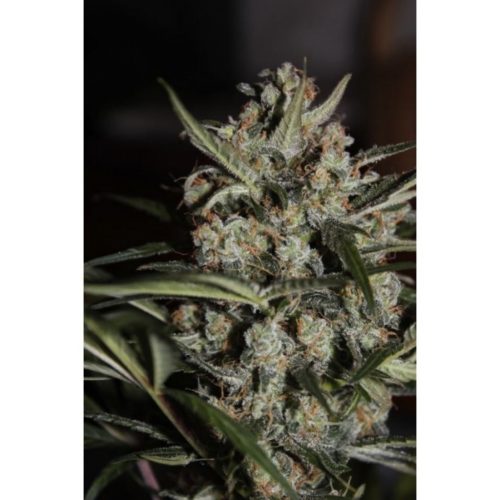 Paradise Seeds Auto White Berry
