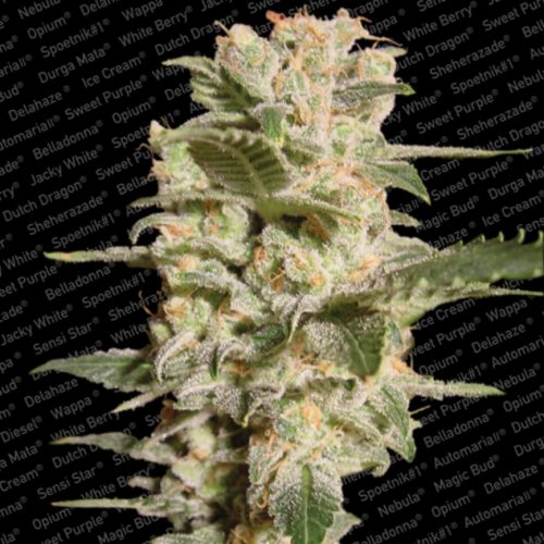 Paradise Seeds Belladon Fem.