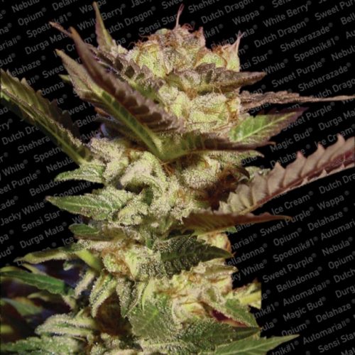 Paradise Seeds Durga Mata Fem.