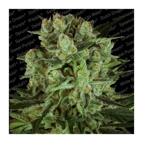 Paradise Seeds Durga Mata II CBD Fem