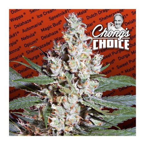 Paradise Seeds L.A. Amnesia Fem