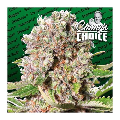 Paradise Seeds Mendocino Skunk Fem